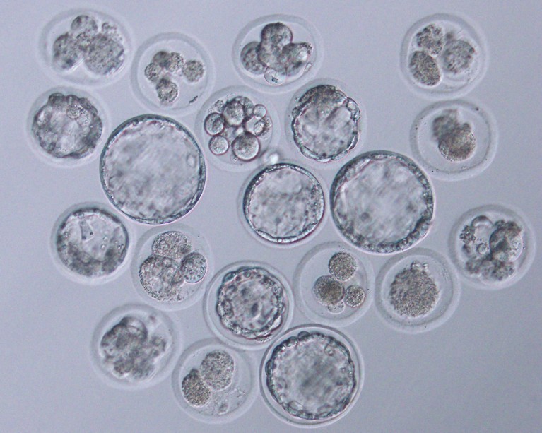 Microscope image of multiple early‑stage embryos in small translucent spheres on a grey background