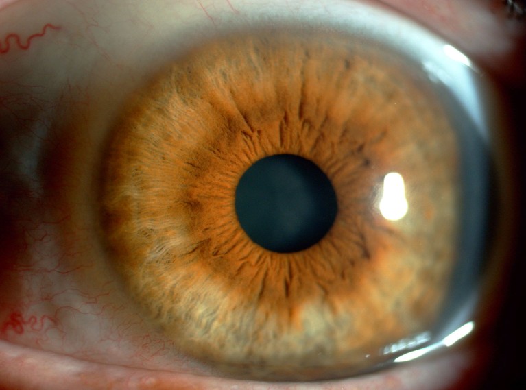 Close up view of the iris of a human eye.