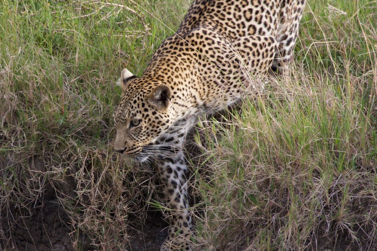 Leopard in Maasai Mara, Kenya (Kate Wickers)