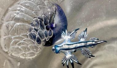 Rare ‘blue dragons’ pose sting risks to spring break beachgoers in Texas