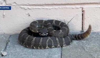 Rattlesnake sightings increase on the Central Coast as temperatures rise