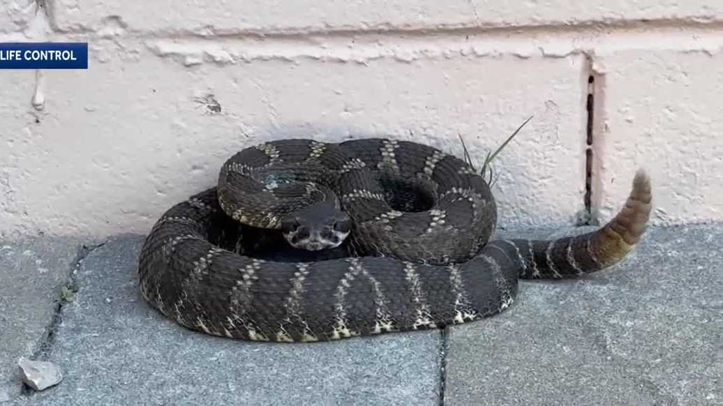 Rattlesnake sightings increase on the Central Coast as temperatures rise