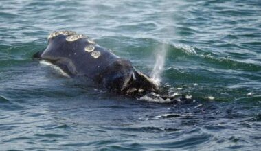 Endangered whales: U.S. proposal to change safety measure draws criticism from Canada - Halifax