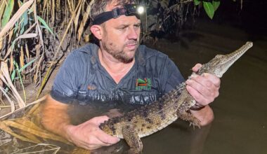 Crocodile caught in an Australian creek 1,200 miles from its tropical habitat :: WRAL.com