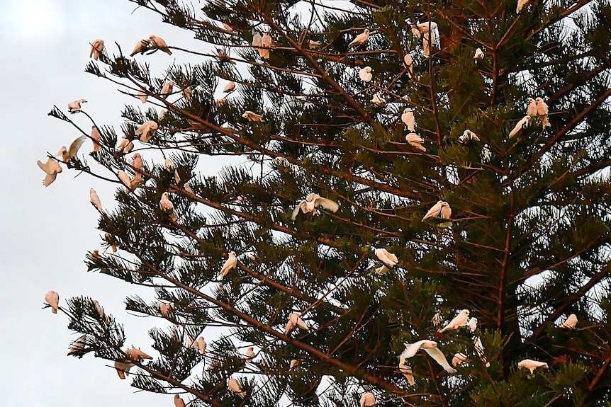 A large group of birds in a tree.