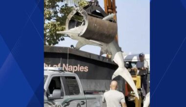 300-pound hammerhead shark found dead on Naples Beach