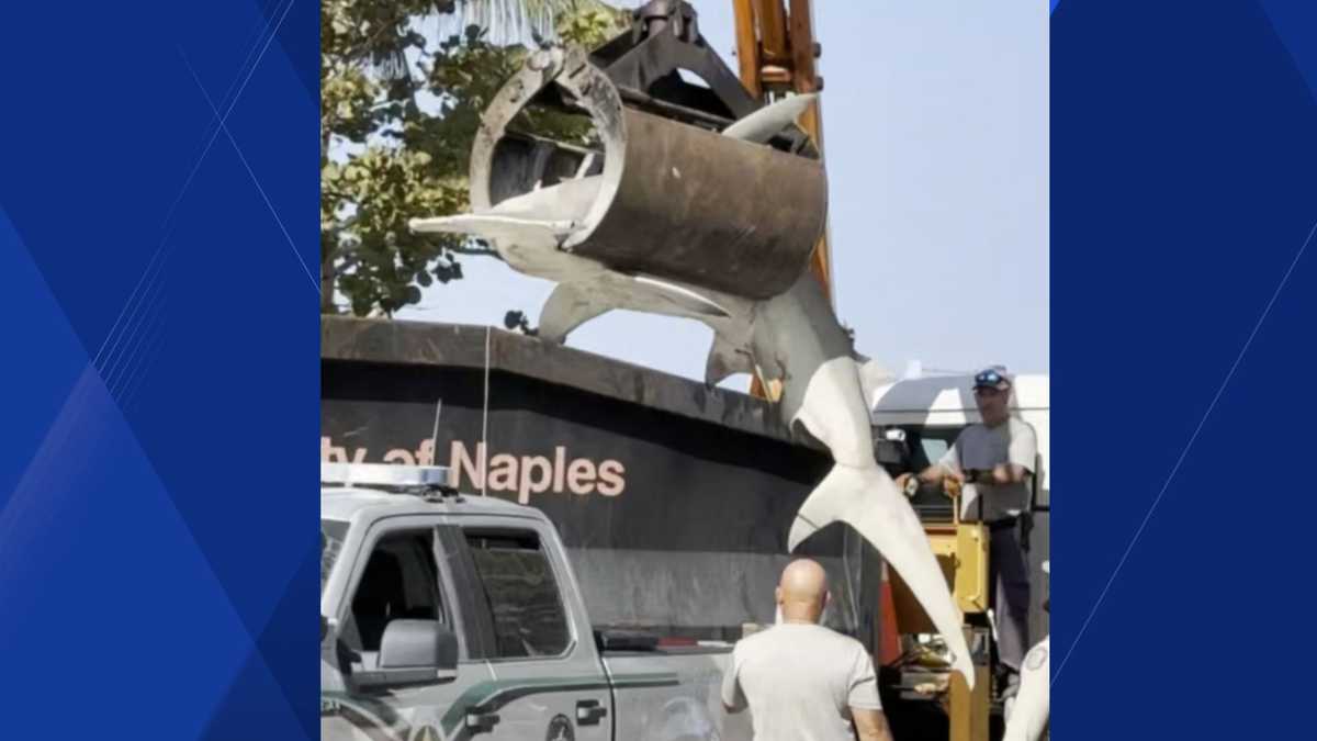 300-pound hammerhead shark found dead on Naples Beach