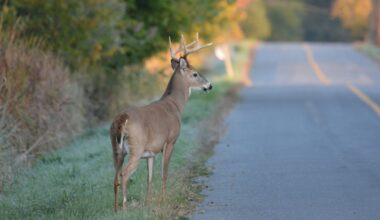 Loudoun County set to cull deer population at Claude Moore Park next week