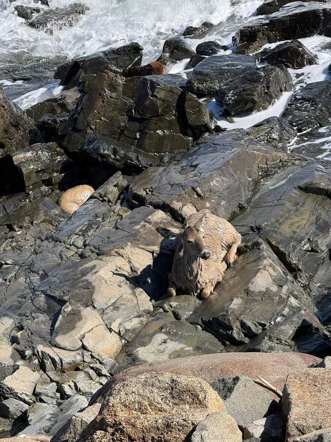 This photo shows a deer that was stuck on rocks along the coast of Ogunquit, Maine, near the Beachmere Inn, on March 17, 2026.