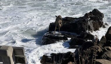 Deer trapped on rocks for hours along coast of Ogunquit, Maine