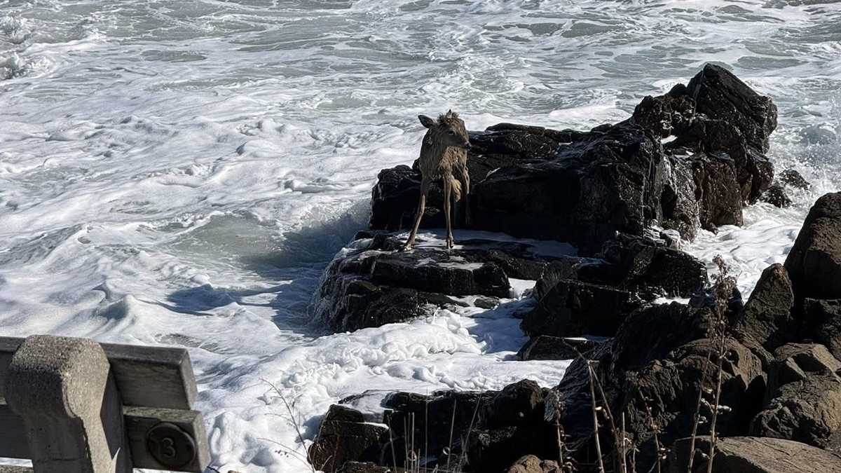 Deer trapped on rocks for hours along coast of Ogunquit, Maine