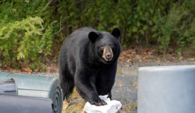 Black Bear Lunges at California Gas Station Clerk Before Raiding the Snack Aisle