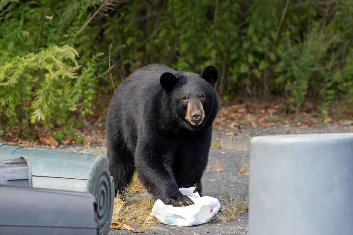 Black Bear Lunges at California Gas Station Clerk Before Raiding the Snack Aisle