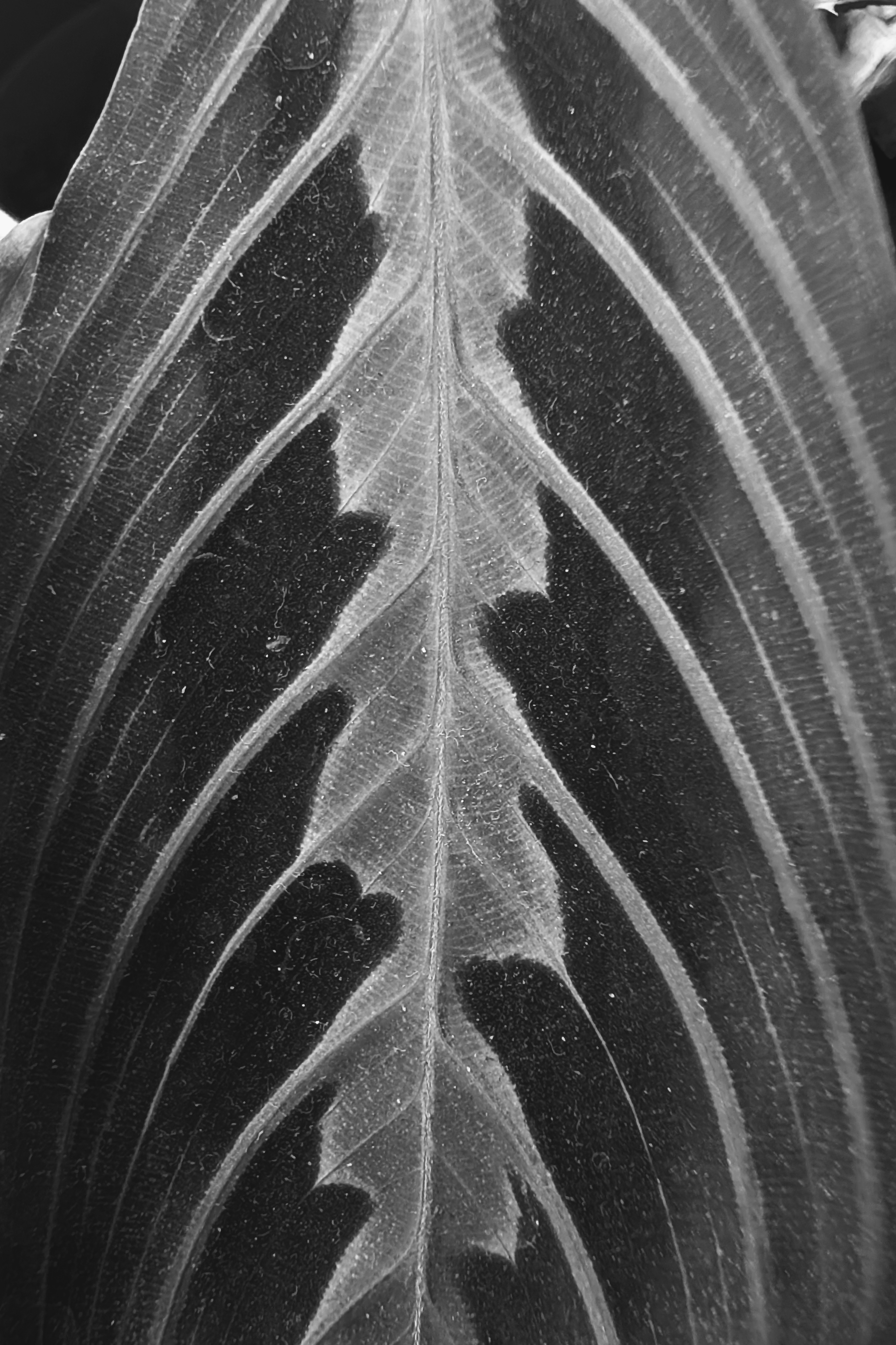 Leica Q3 Monochrom vs Google Pixel 10 Pro XL comparison