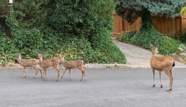 Ashland weighs deer safety campaign as human conflicts rise - Ashland News