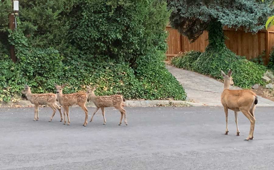 Ashland weighs deer safety campaign as human conflicts rise - Ashland News