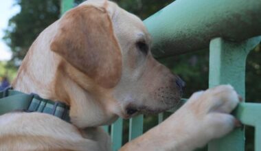 Want to live a longer, healthier human life? Dog brains might hold key information for longevity.