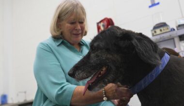 Research to help dogs live longer, healthier lives could unlock secrets for people to age better, too