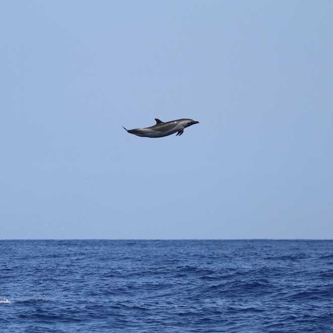 pacific whale foundation’s research department