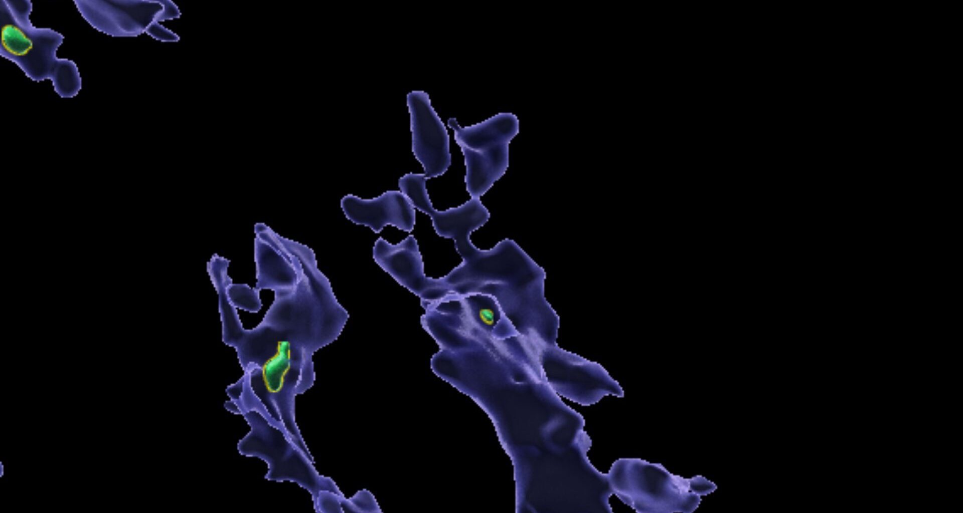 A series of purple blobby shaped cells with green pieces of microplastic in them against a black background