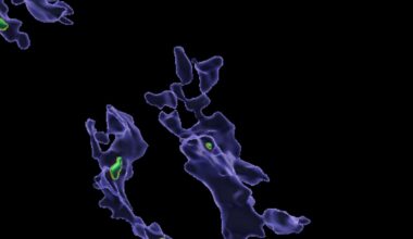 A series of purple blobby shaped cells with green pieces of microplastic in them against a black background