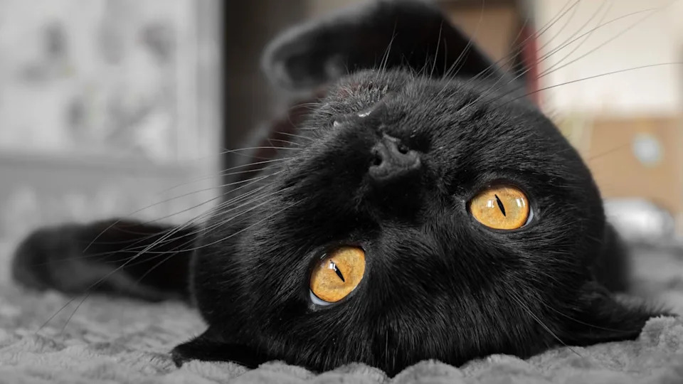 Black Cat rolling on a bed.Image Via&colon; Larysa Shcherbyna&sol;Shutterstock