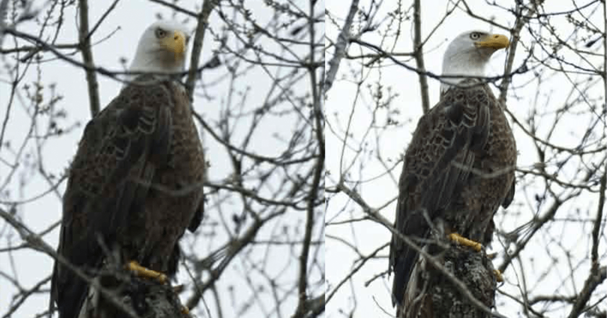 eagle Bald Eagle spotted in Birmingham for first time since 2024