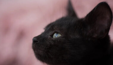 Yahoo lifestyle home