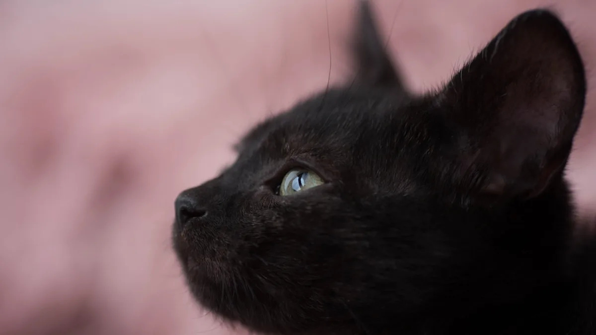 Yahoo lifestyle home