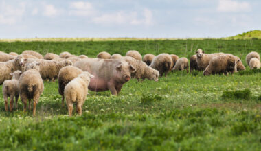 Yahoo lifestyle home