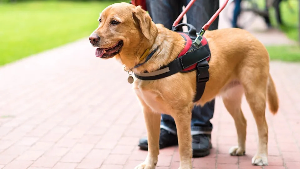Golden Retriever service dog.Image via Shutterstock&sol;SasaStock