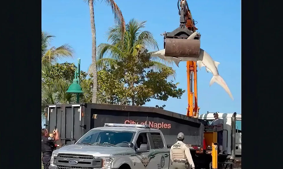 Crane reveals size of hammerhead shark.