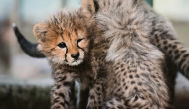 Yahoo lifestyle home