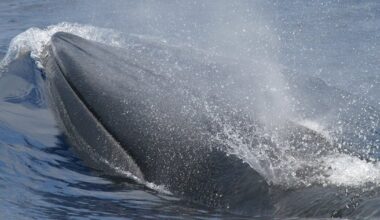 Trump’s “God Squad” Might Vote for a Whale’s Extinction This Week