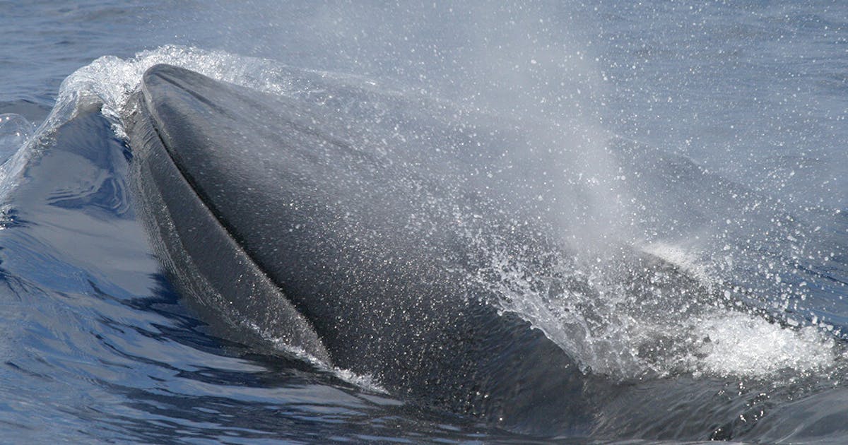 Trump’s “God Squad” Might Vote for a Whale’s Extinction This Week