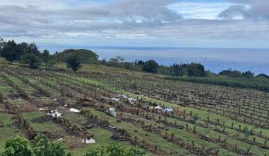 Relief program to help farmers, ranchers impacted by Kona low storms : Big Island Now