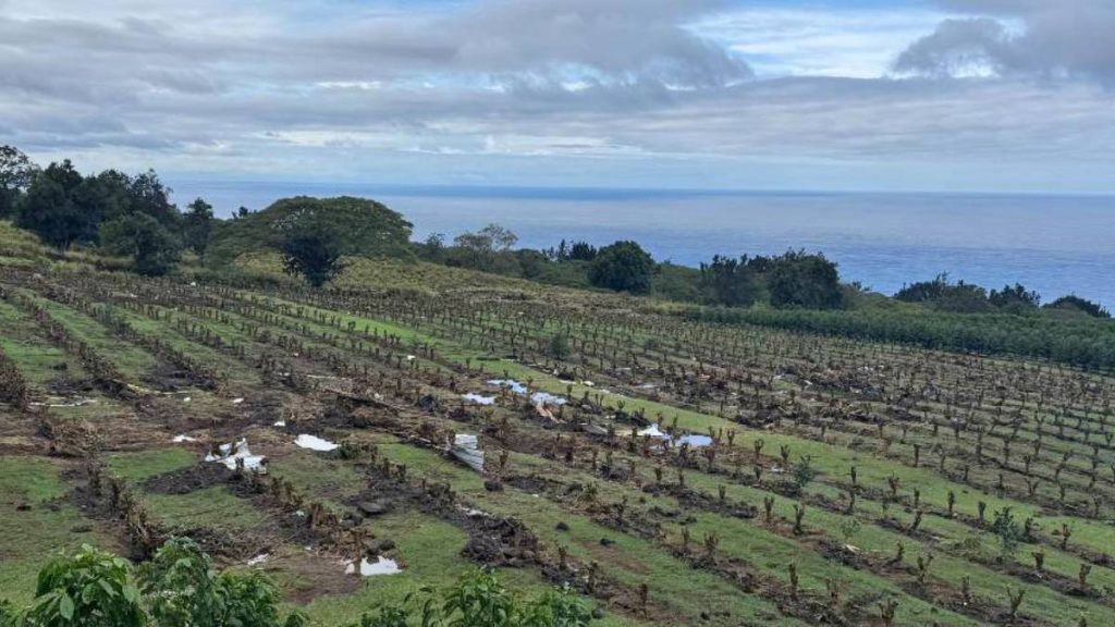 Relief program to help farmers, ranchers impacted by Kona low storms : Big Island Now