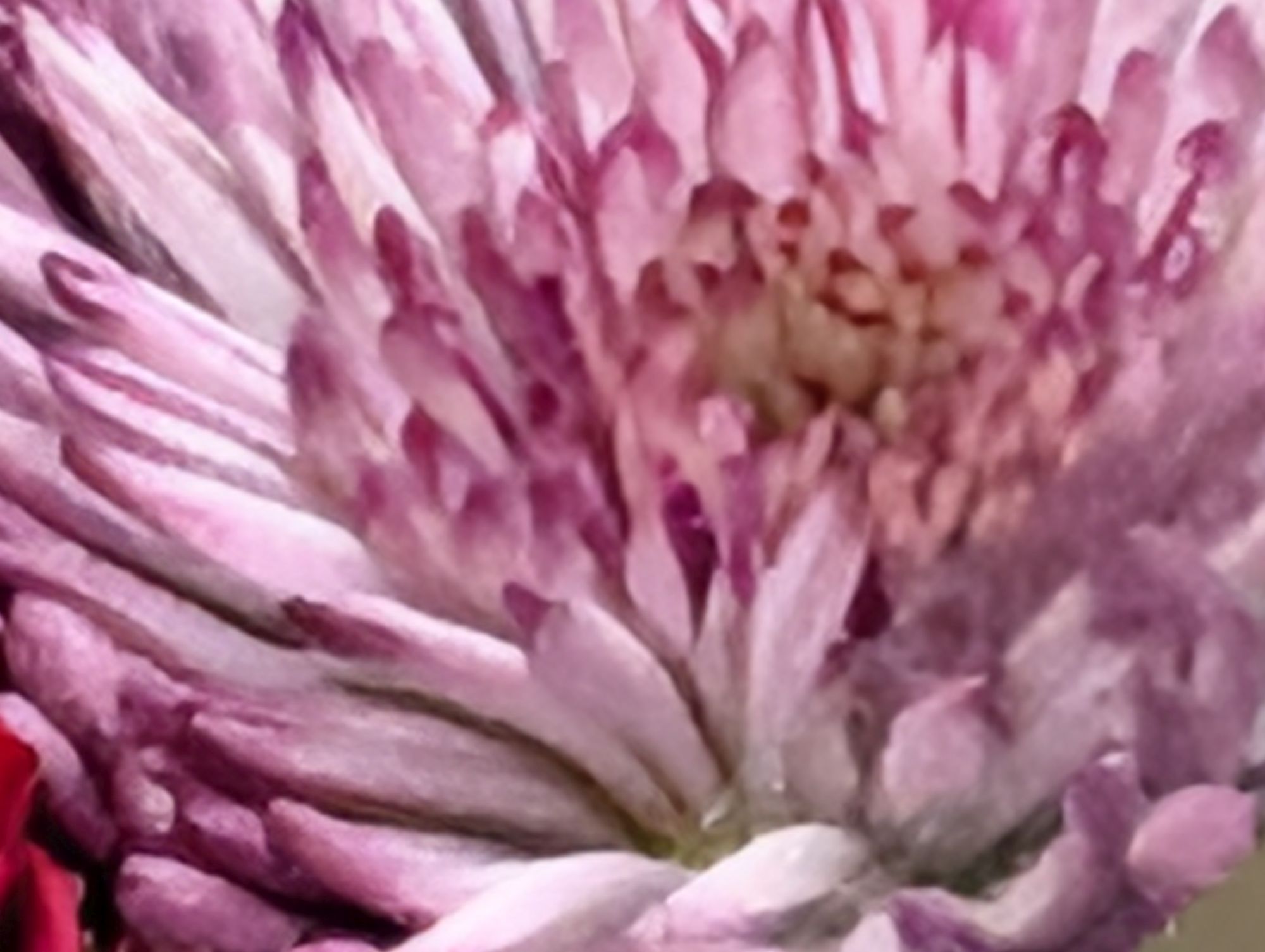 Google Pixel 10 Pro XL 100x  sample.