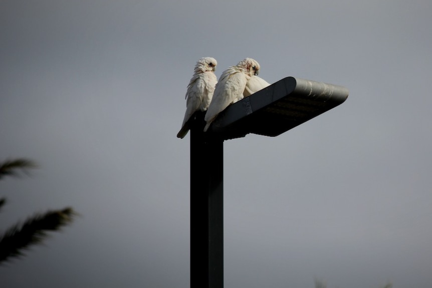 Two birds on a a light pole.