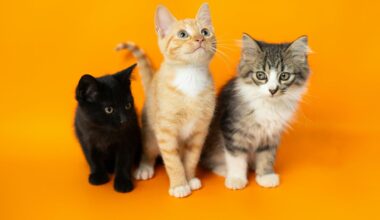 What pet cats can tell us about human cancer