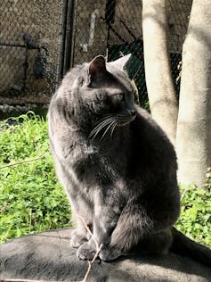 a dark grey cat in a garden