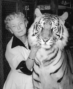 Black-and-white portrait of an elderly woman scratching the neck of a large tiger.
