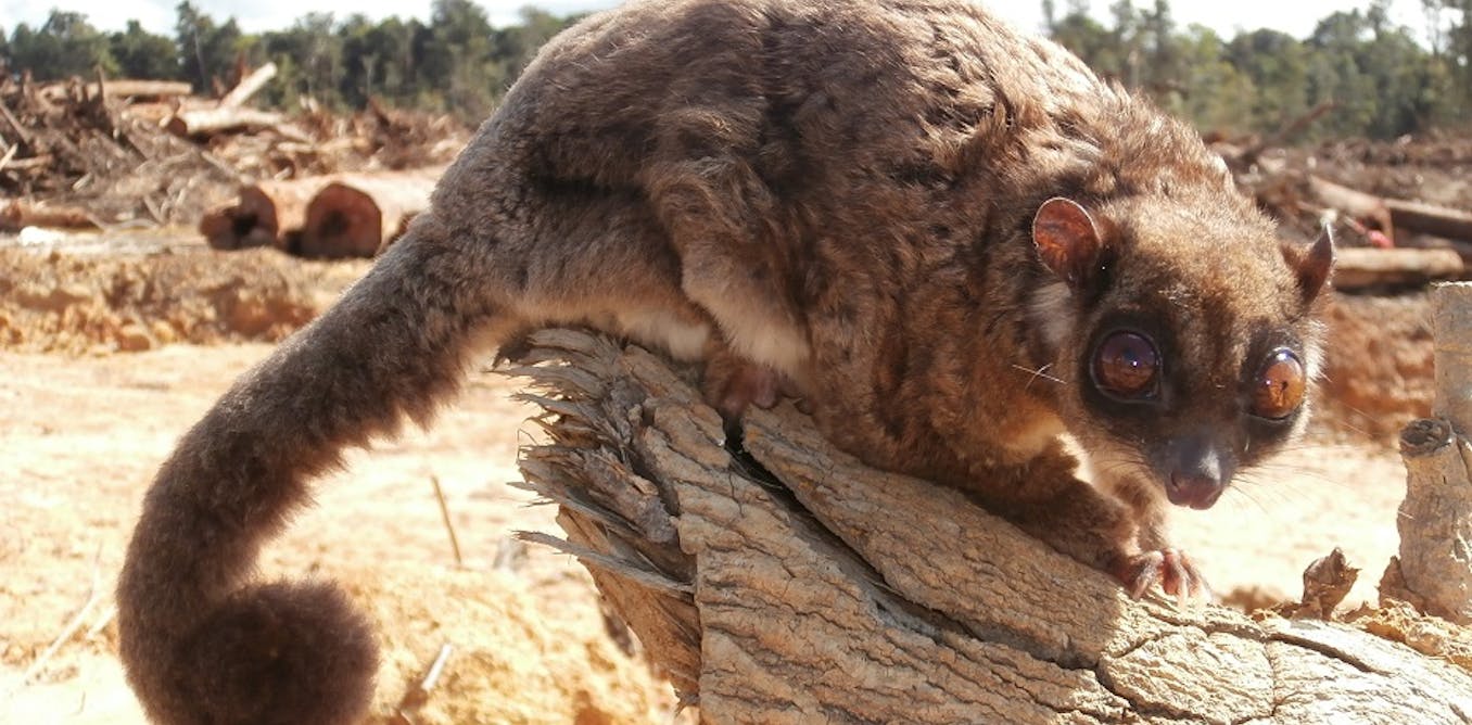 Meet ‘Tous’ — an entirely new genus of mammal we identified. Here’s why it’s so exciting