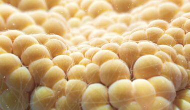 Fat cells burn energy to make heat – making them the next frontier of weight loss therapies