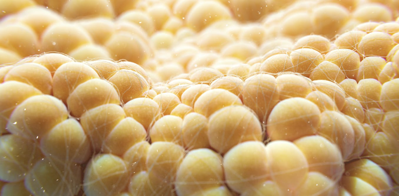 Fat cells burn energy to make heat – making them the next frontier of weight loss therapies