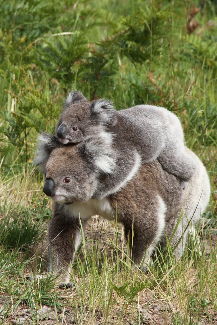 A koala walking along with a joey on its back.