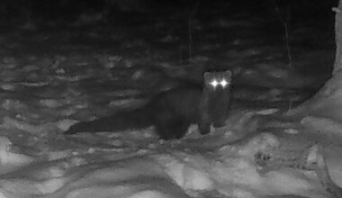 Woodland Critter Spotted in Ohio Forest for the First Time in Over 150 Years