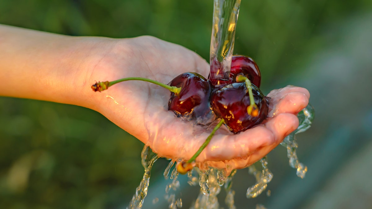 Person washing black cherries