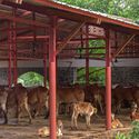 Gaughar Animal Husbandry / Compartment S4 - Interior Photography
