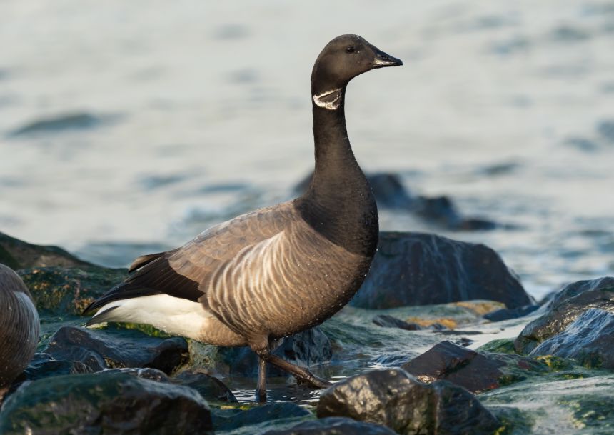 A brant goose (<em>Branta bernicla</em>) in the North Sea, along the coast of the East Frisian island of Wangerooge, on April 13, 2023.